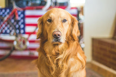 Uploaded photo: their dog